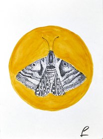 Ink drawing moth